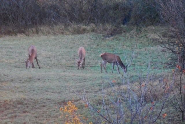 PASSIONE PER IL CERVO